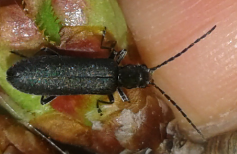 Ischnomera sp. (Oedemeridae)? Sì.